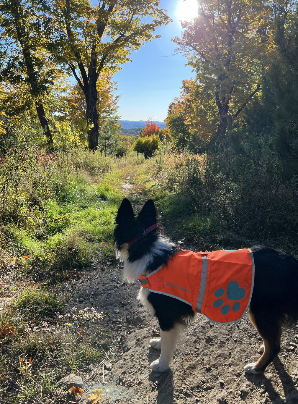 Planning to hike the White Mountains? Take these 15 items with you