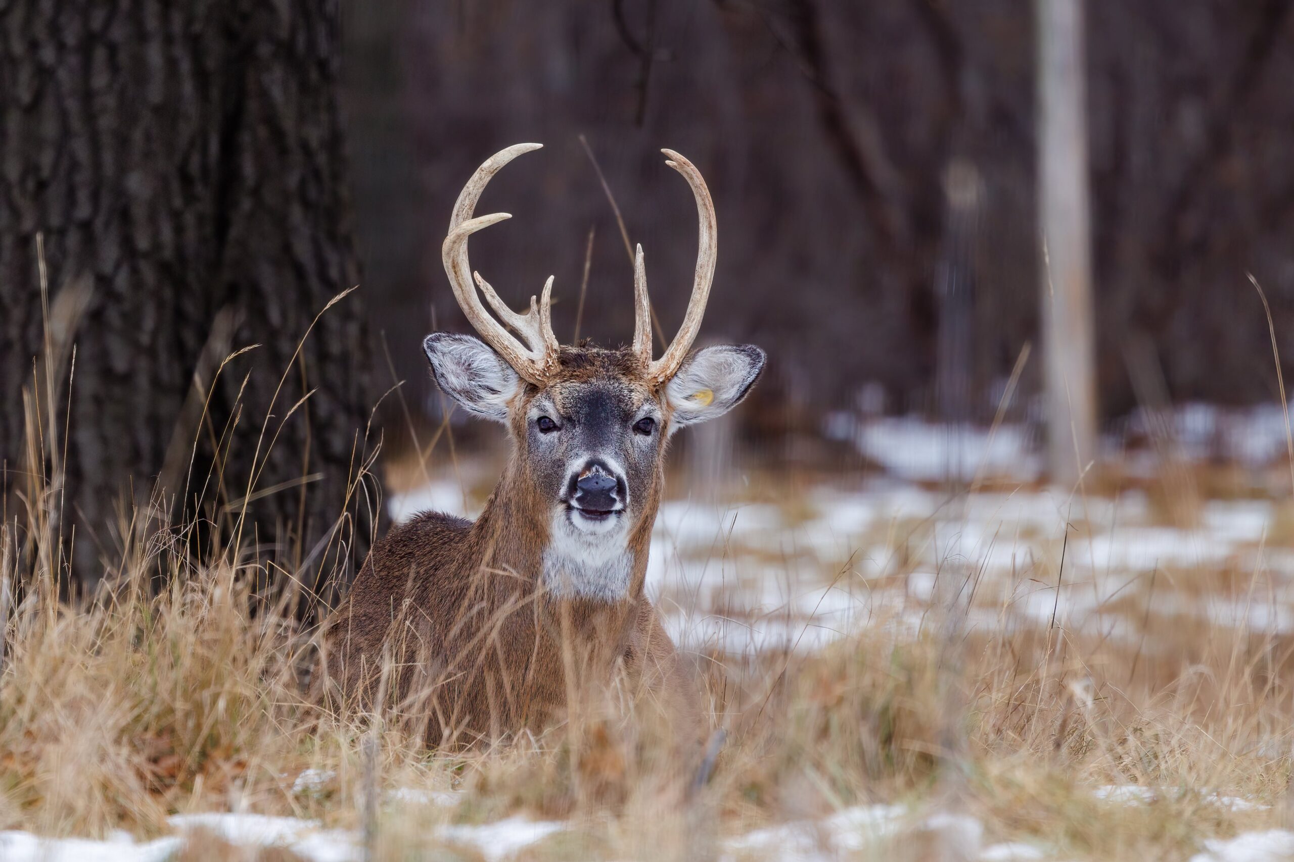 It’s deer hunting season in New Hampshire. Here’s what you need to know.