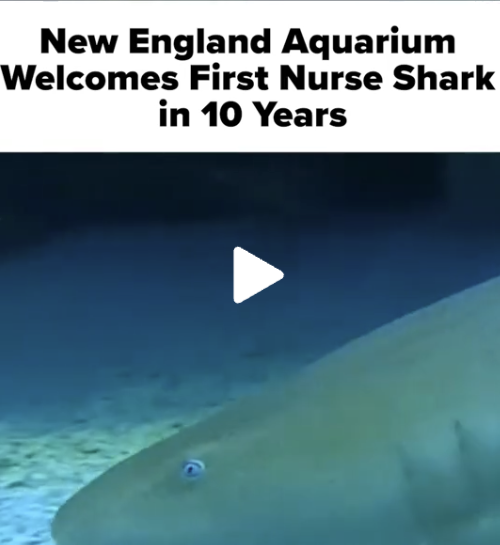VIDEO: The New England Aquarium Welcomes First Nurse Shark in 10 Years