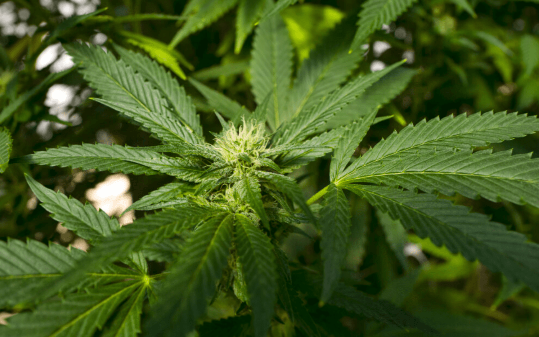 Op-Ed: High Time for Legal Cannabis in NH