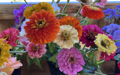 Op-ed:  Save the Planet – Support Local Floriculture