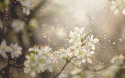 Everything you need to know to manage your allergies in New Hampshire this spring