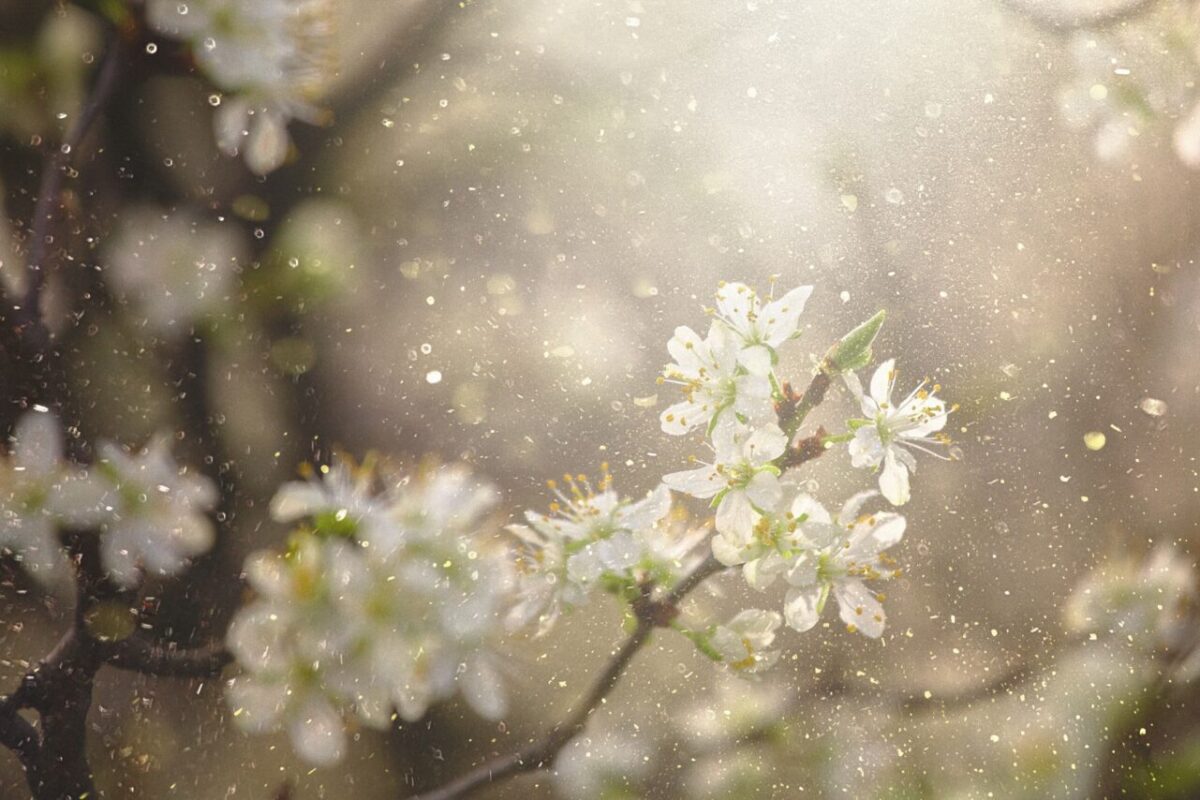 Everything you need to know to manage your allergies in New Hampshire this spring Everything you need to know to manage your allergies in New Hampshire this spring