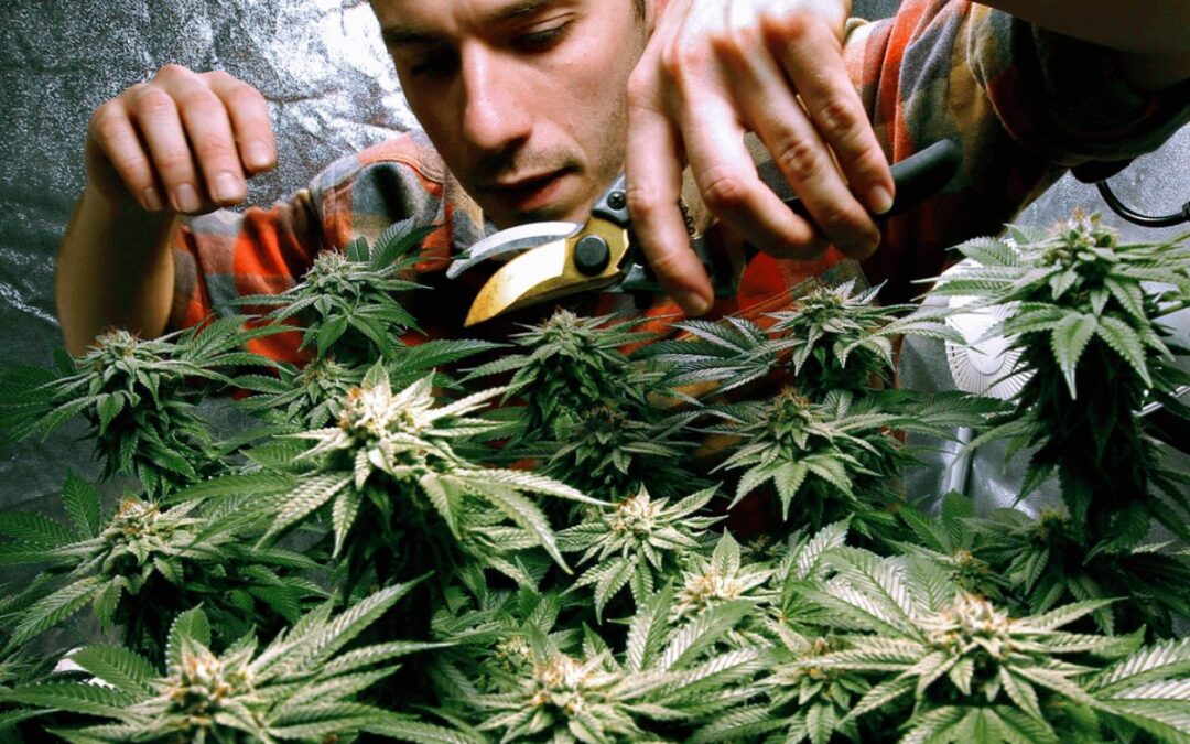 NH marijuana legalization clears Senate with future still uncertain