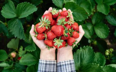 The top 3 places to shop for produce according to Manchester locals