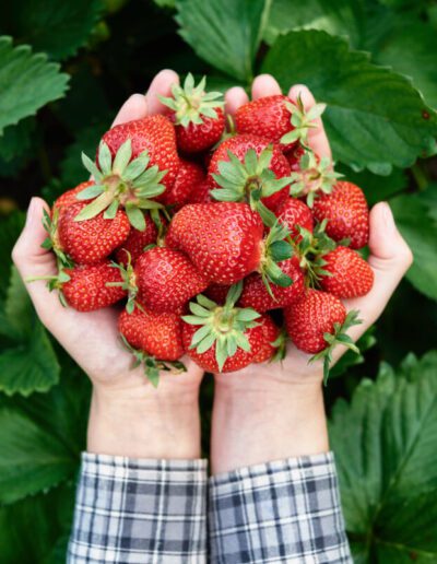 Produce (strawberries)