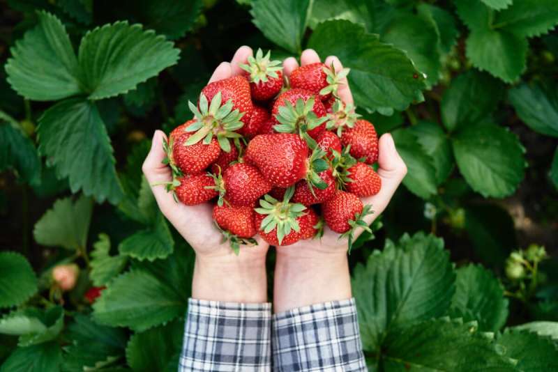 Produce (strawberries)