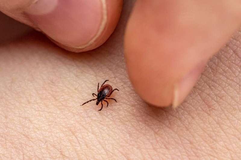Tick (Via Getty Images)