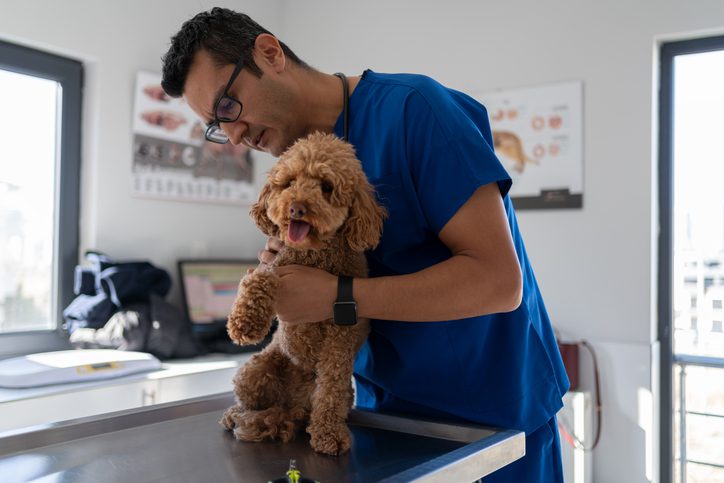 Male Veterinarian In Medical Scrubs Examining Dog At The Vet Clinic