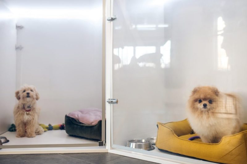 Two small dogs in individual pet hotel chambers.