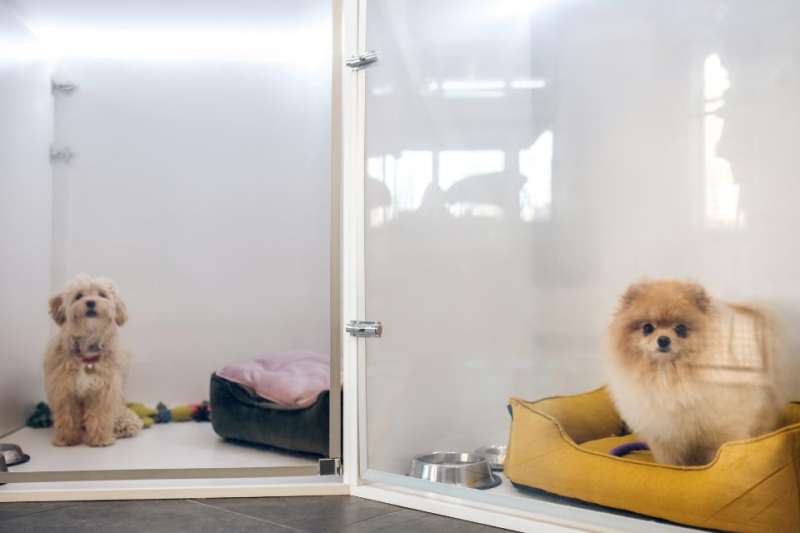 Two small dogs in individual pet hotel chambers.