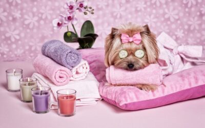 The 22 best pet stores, spas, vets, & more in Manchester