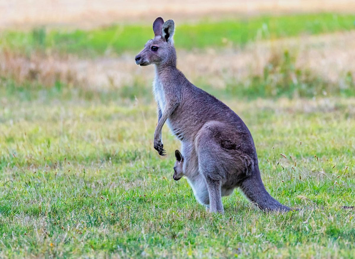 Kangaroo ownership, rodent traps, and brass knuckles: The quirky bills you might have missed Kangaroo ownership, rodent traps, and brass knuckles: The quirky bills you might have missed