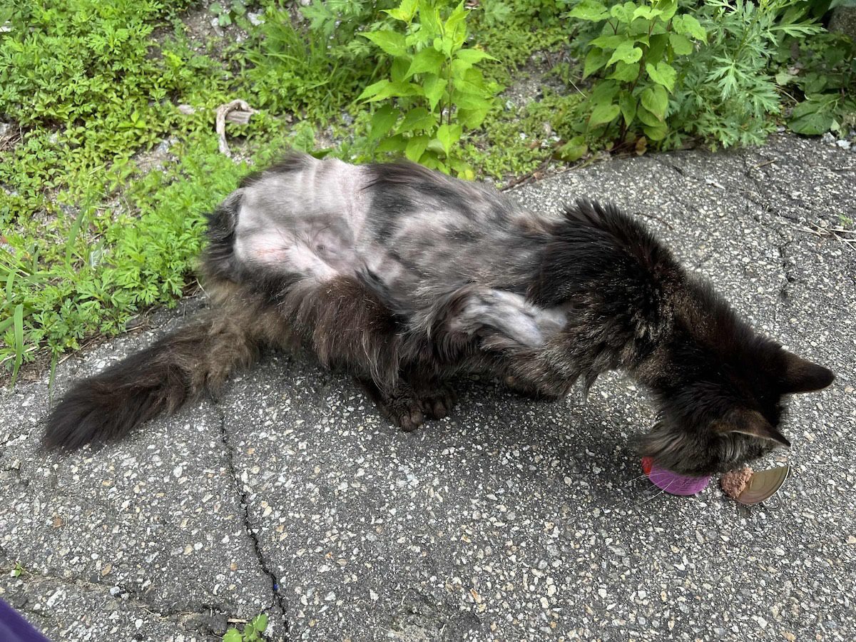 Manchester business owner denies racism and theft after cat found dead Manchester business owner denies racism and theft after cat found dead