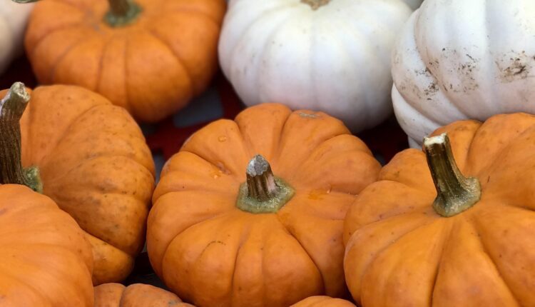 7 best pumpkin patches in New Hampshire