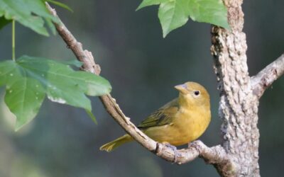 Dec. 14 marks the first day of Christmas Bird Count. Here’s how to get involved.