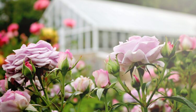 The 10 most gorgeous public gardens in New Hampshire The 10 most gorgeous public gardens in New Hampshire