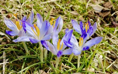 From art to adventure: NH’s top events coming up