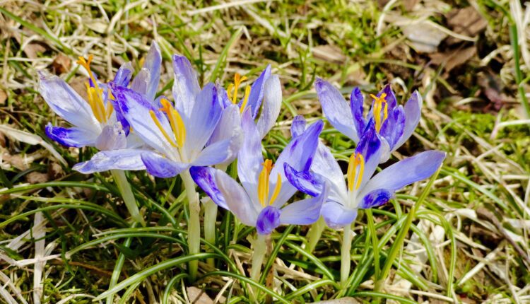 10 places to see & smell wildflowers in New Hampshire