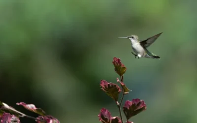 Your guide to hummingbird season in New Hampshire