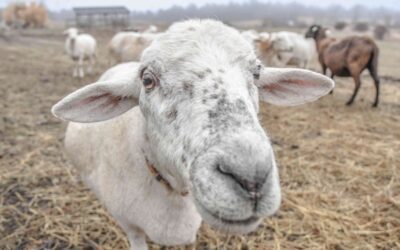 New Hampshire’s Annual Sheep and Wool Festival