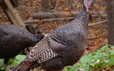Your guide to wild turkey hunting season in New Hampshire