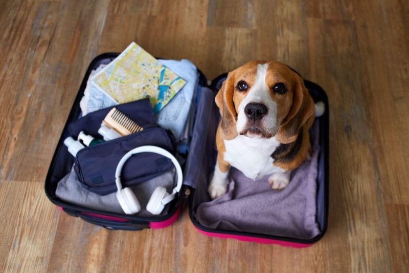 dog sitting in a suitcase hoping to be packed for a getaway