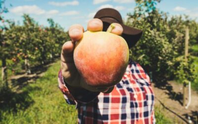 Oldest apple orchard in NH is the oldest pick-your-own in the country. How to go this fall