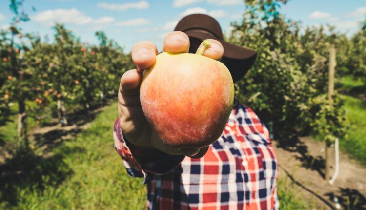 new hampshire is a great place to go pick apples in the fall