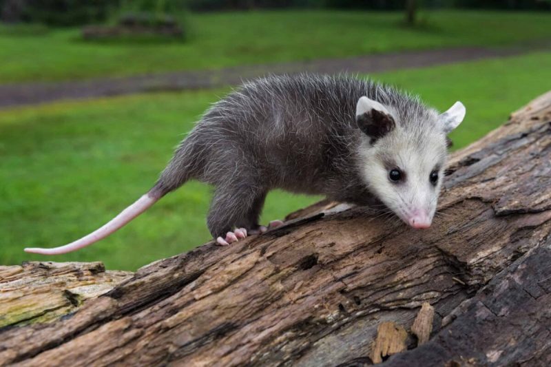 the Virginia opossum is the only marsupial in New Hampshire