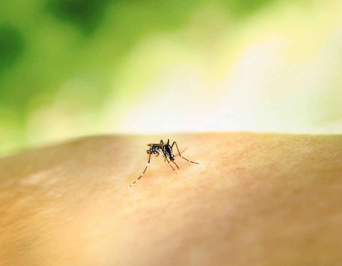 The world’s deadliest animal is probably outside your New Hampshire home. See what CDC says