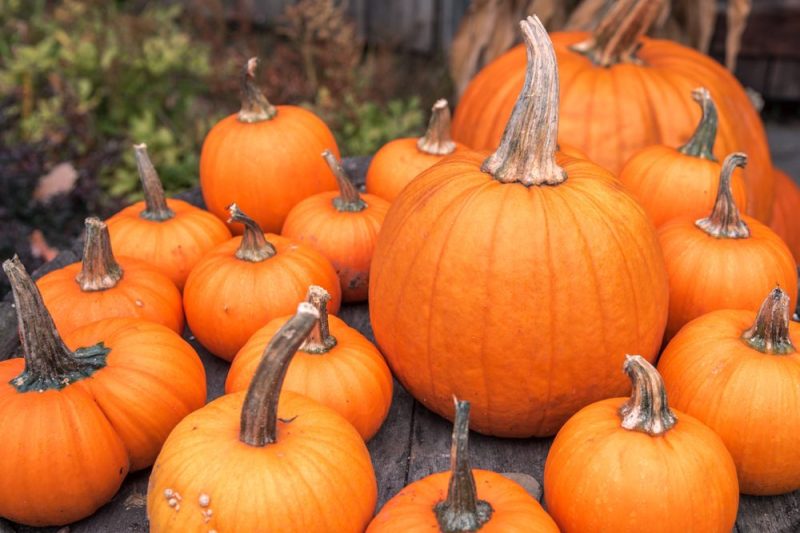 There is something for everyone in New Hampshire during the autumn months.