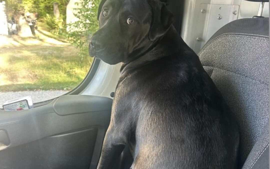Oil truck driver saves dog in Rochester fire: ‘What a courageous act’