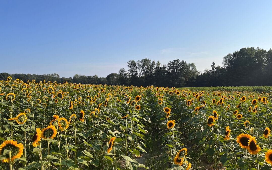The oldest farm in New Hampshire is the second oldest in the country. Here’s where it is