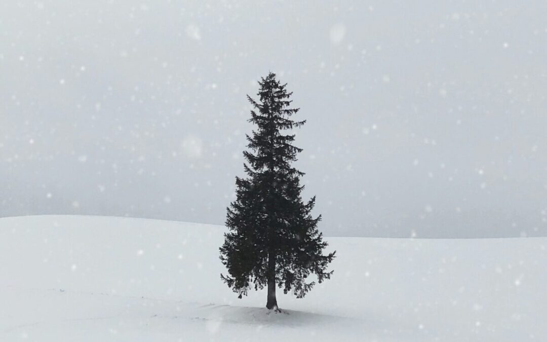 NH’s oldest Christmas tree farm is 80 years old. How to go this year