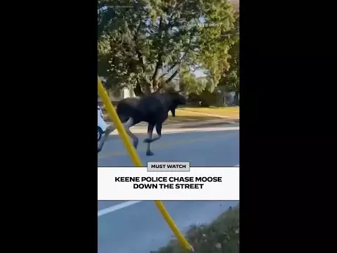 WATCH: Keene police chase moose