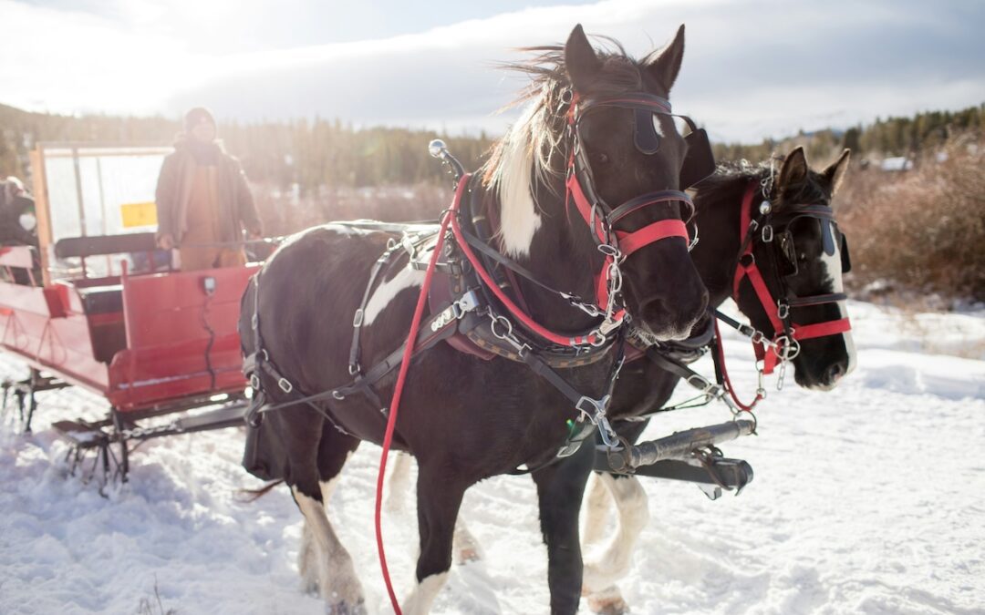 Here are 5 of the best holiday day trips to do without leaving NH
