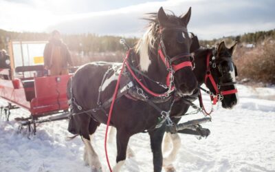 Here are 5 of the best holiday day trips to do without leaving NH