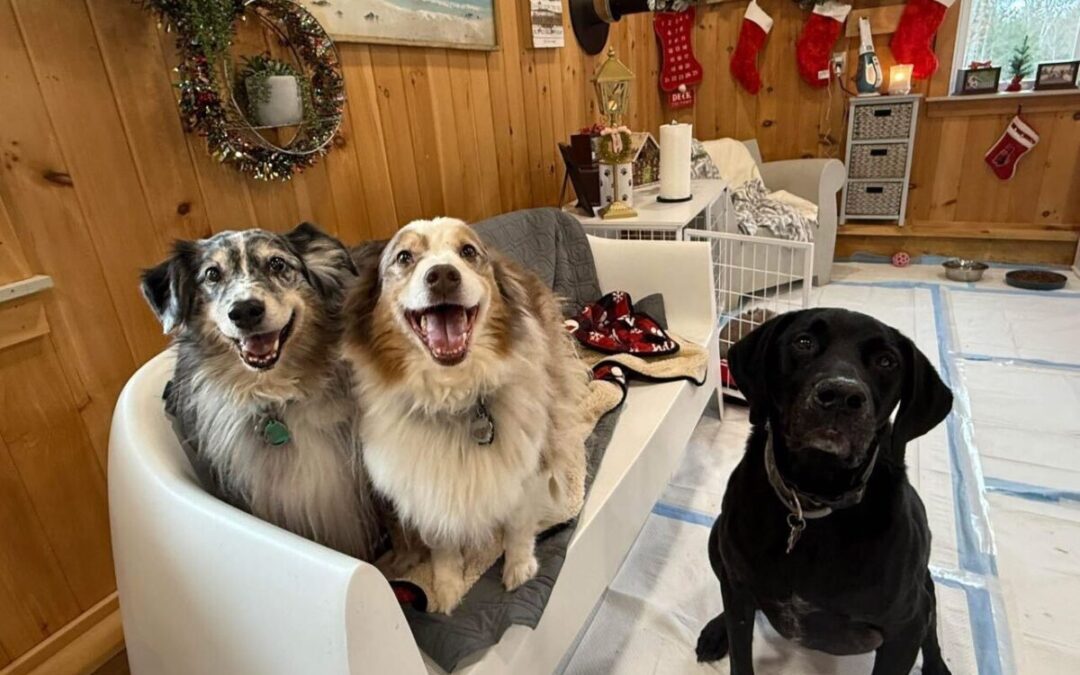 Epsom sanctuary gives senior dogs a peaceful goodbye