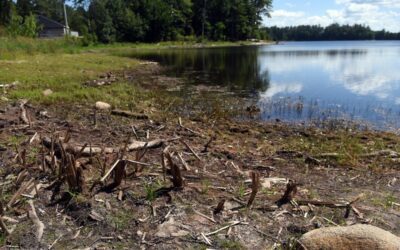 NH raises red flags on Dover’s Willand Pond milfoil removal plan