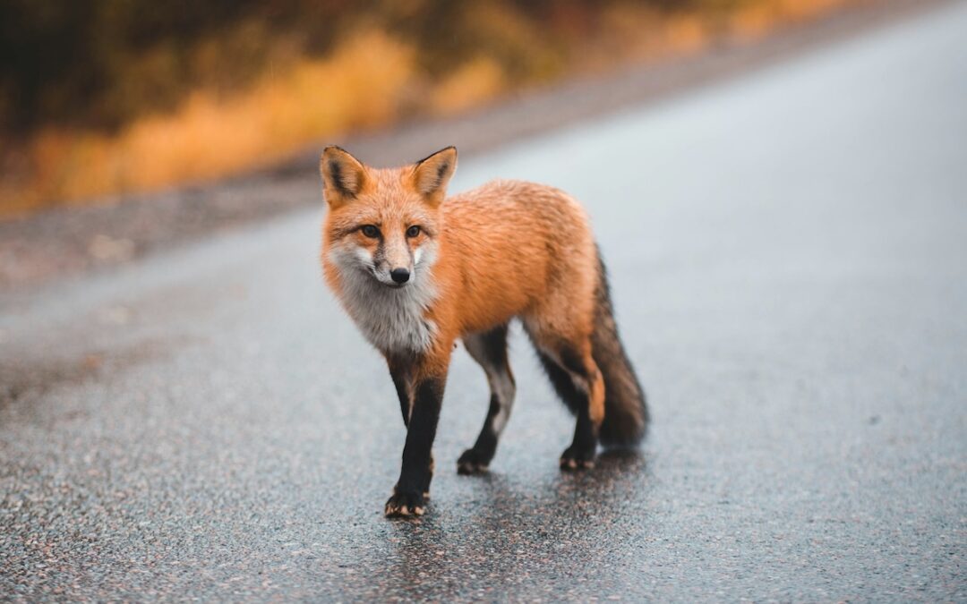 Is it legal to have a pet fox in New Hampshire?
