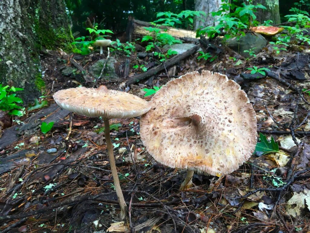 From strawberries to sea lettuce, more and more New Hampshire residents are foraging for wild edibles and fun.