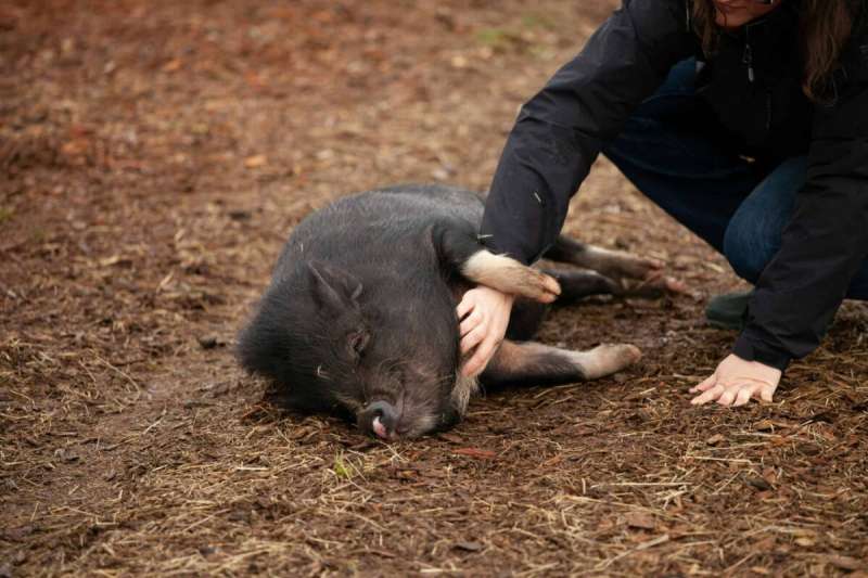 Animal sanctuaries are a safe place for abandoned, neglected, and abused animals that need ongoing care for the rest of their lives.