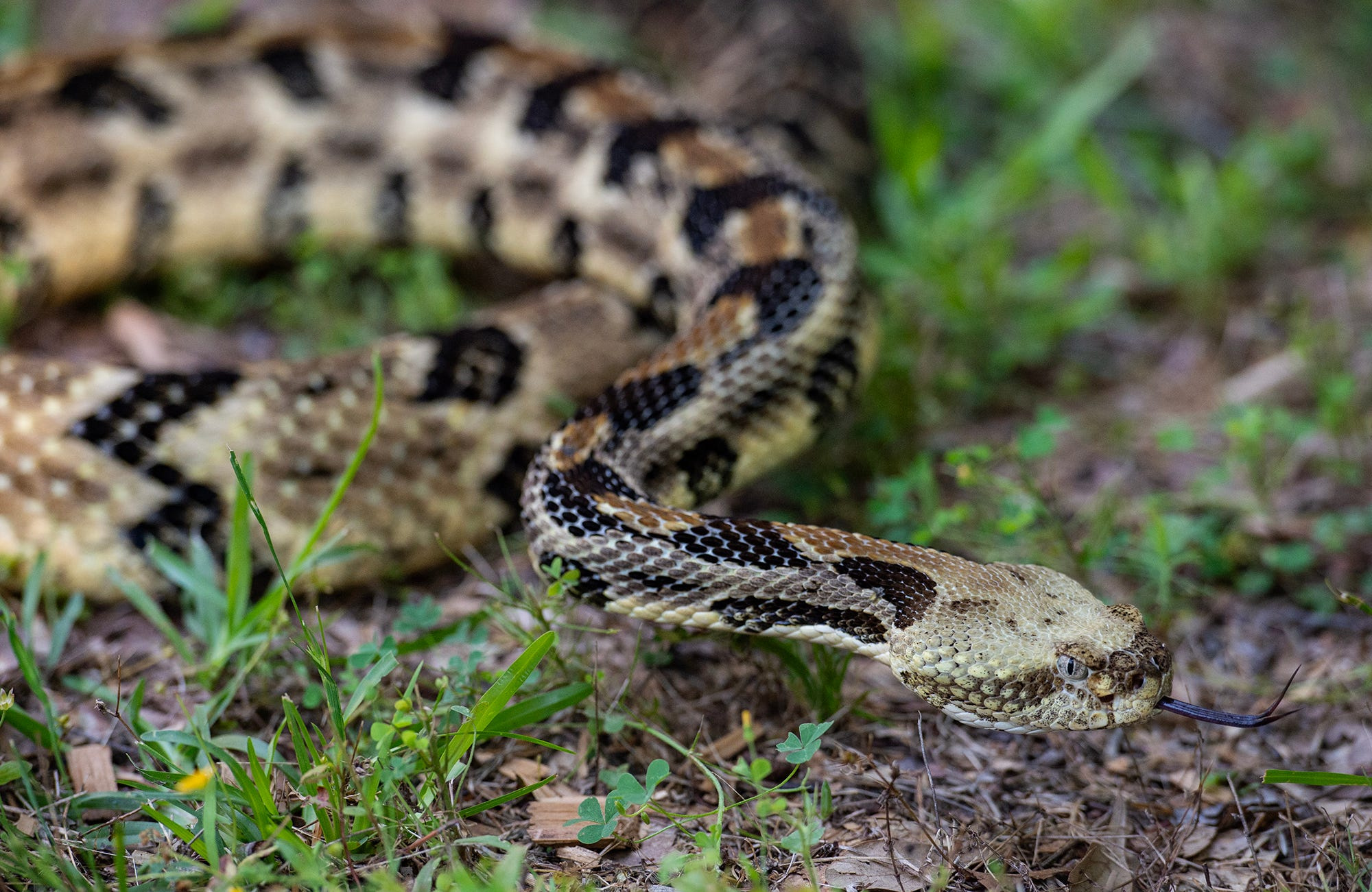 Two of the most dangerous animals in the world can be found in New Hampshire