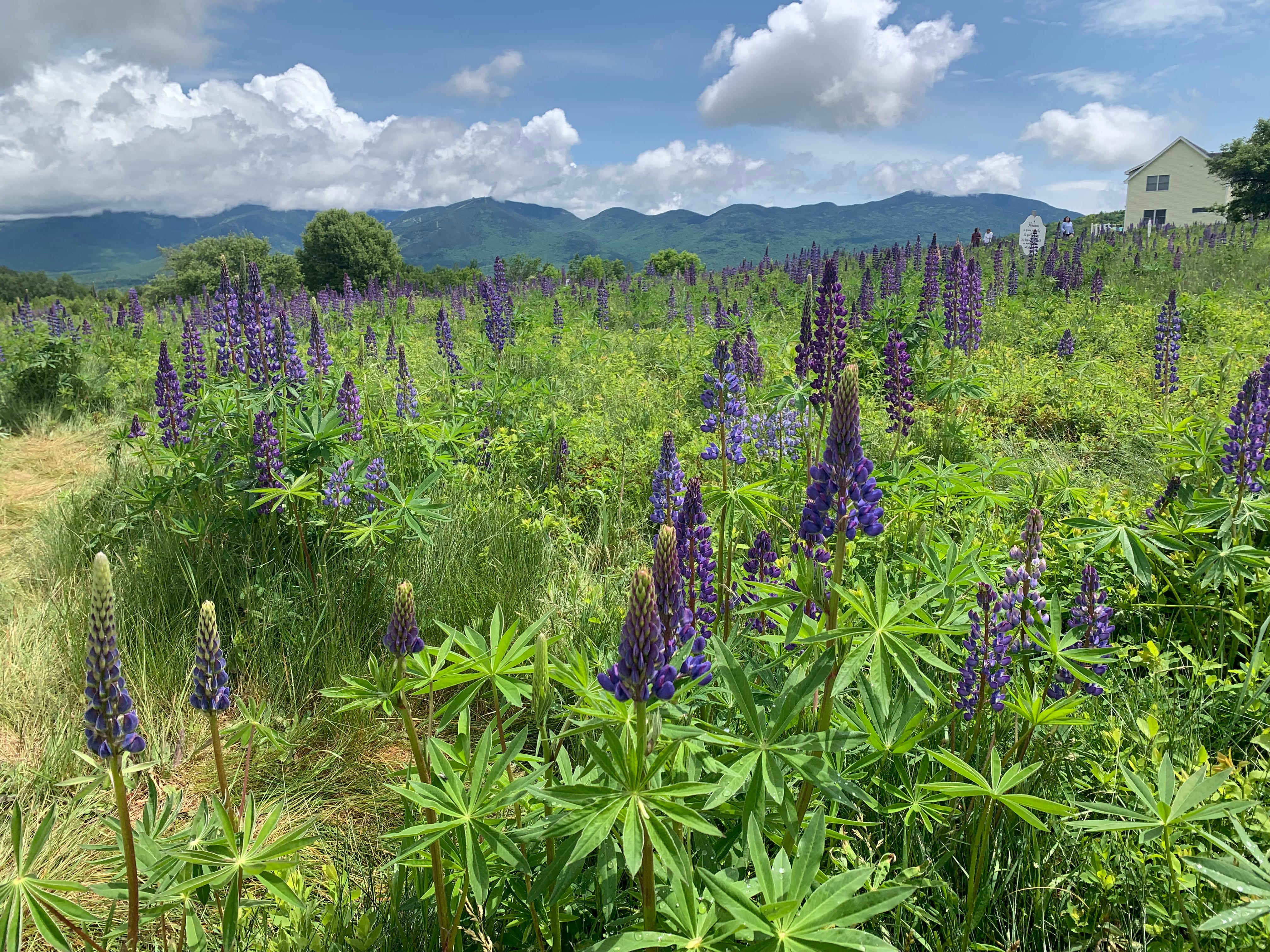 June brings burst of color to White Mountains. Where to see lupines