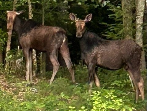 Moose image