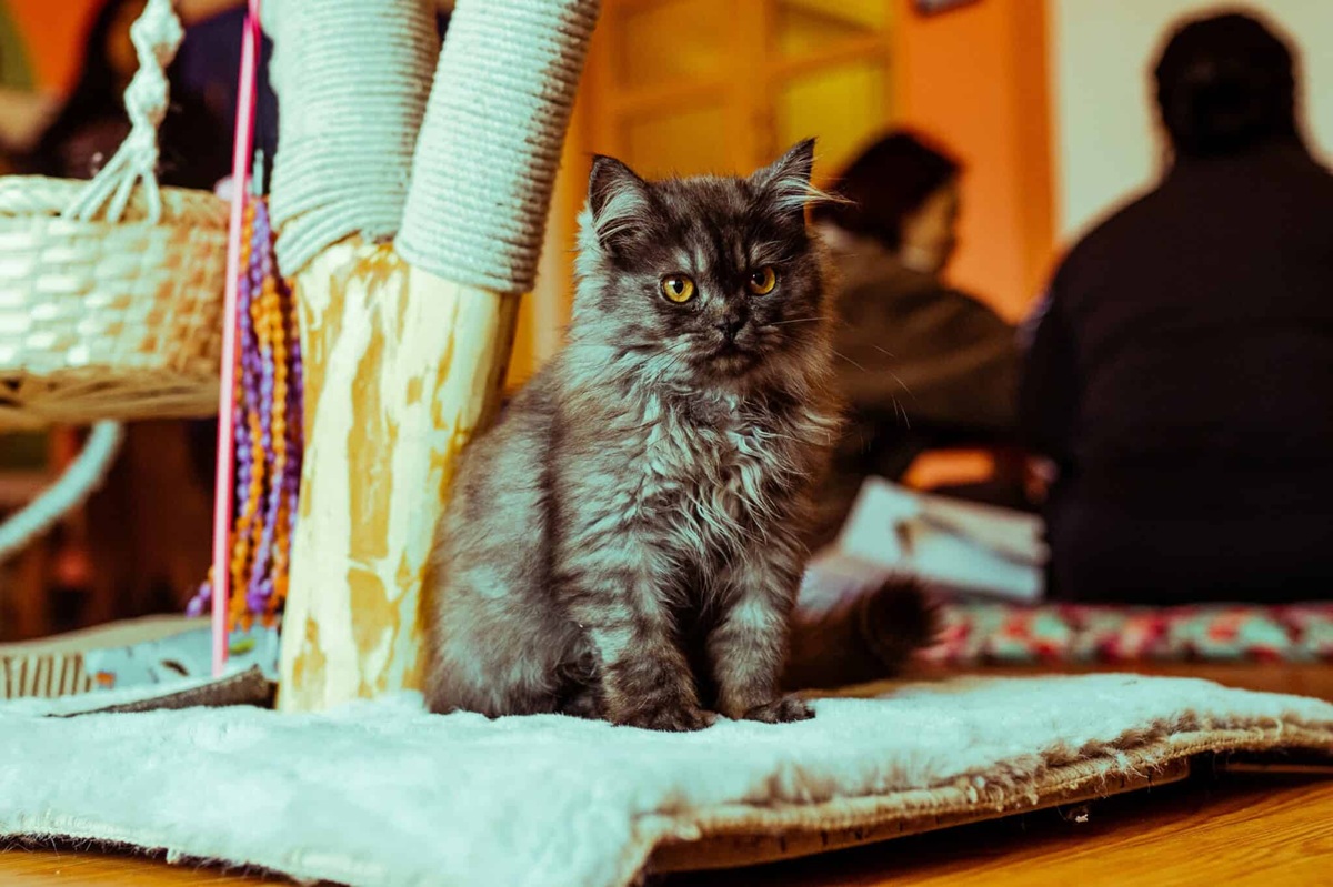 cat cafe
