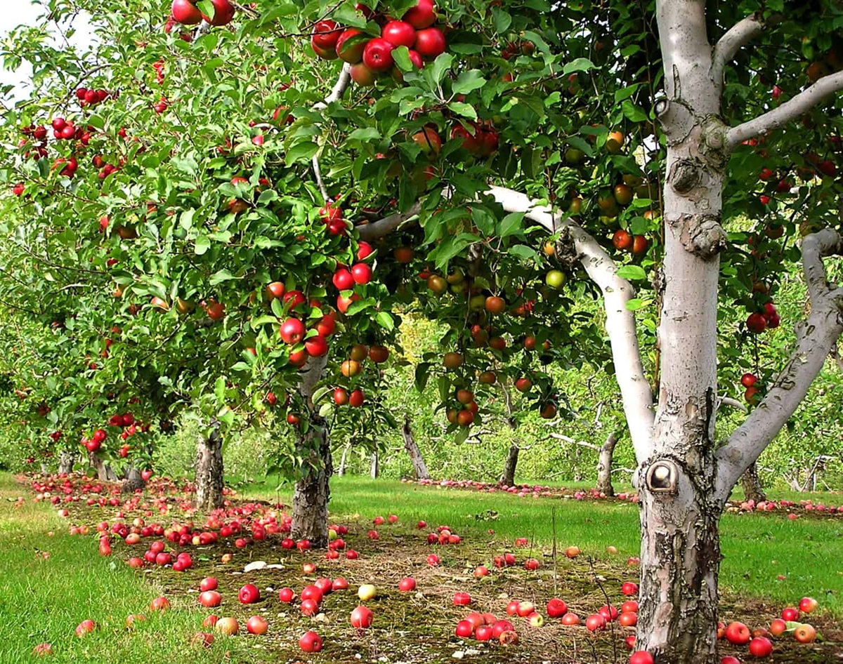 orchards in New Hampshire