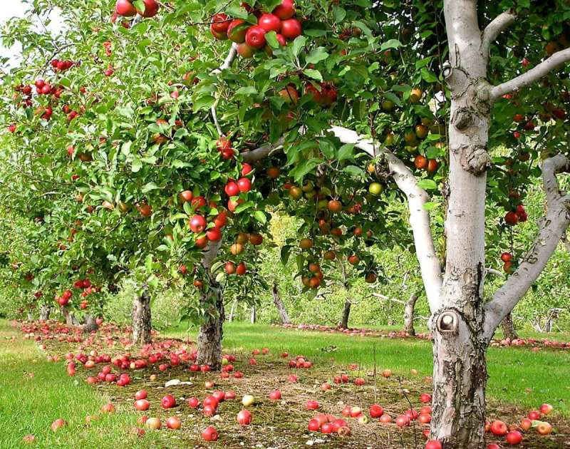 orchards in New Hampshire