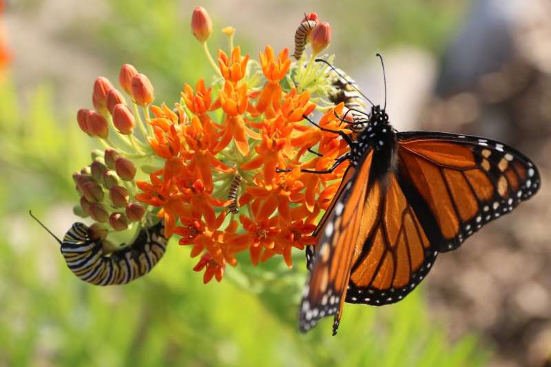A monarch butterfly